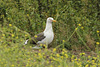 juvenile LBBG in October, ringed in Norway. (131273 bytes)